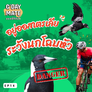 Magpie ออสเตรเลีย: เจ้าถิ่นสุดแสบ โฉบอันตราย ไม่ลืม! | G'Day Mate Ep16
